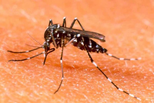 mosquito-del-dengue