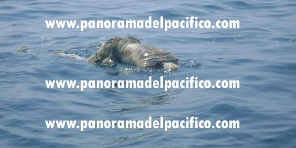 ahogado-en-el-pacifico