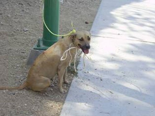 puerto-esc-campana-de-esterilizacion-canina
