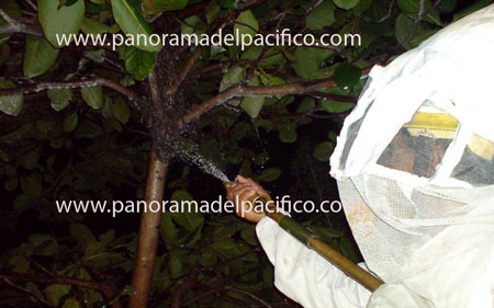 alerta-por-avejas-africas-en-huatulco