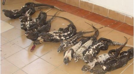 decomisan-iguanas-en-huatulco decomisan-iguanas-en-huatulco