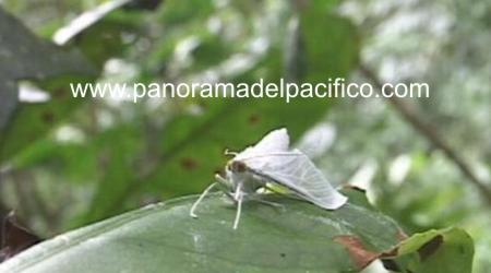 mariposa-en-chiapas