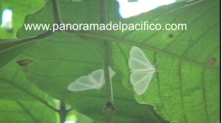 santuario-de-mariposa-en-chiapas