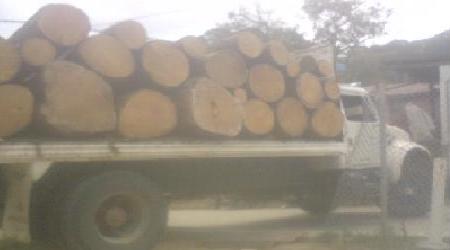 varios-camiones-con-madera-fueron-detenidos-por-habitantes-de-juquila