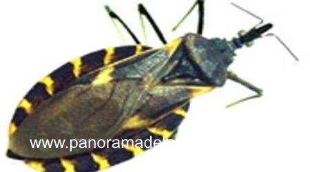 mal-de-chagas