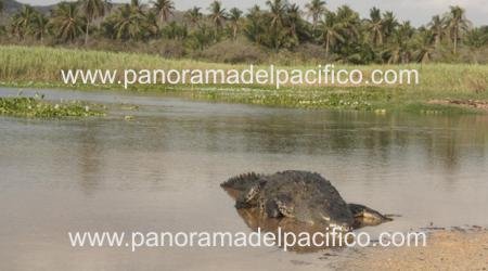cocodrilo en Zacamalín, Pochutla
