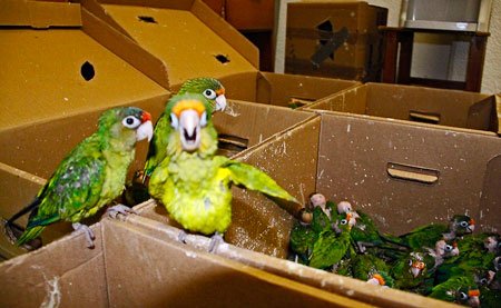 pericos_decomisados-por-profepa-oaxaca