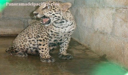 La-Profepa-rescata-un-ejemplar-de-jaguar-en-Oaxaca