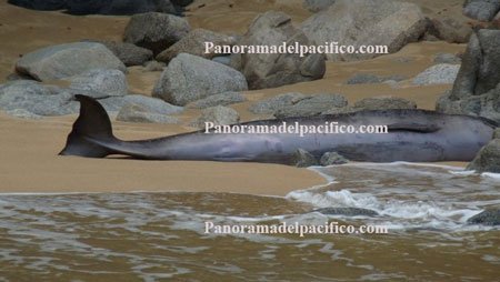 delfin-muerto-en-huatulco