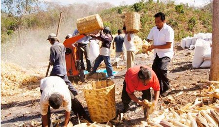 En-apoyo-a-productores-de-maíz-Gobierno-Municipal-contribuye-con-desgranadora