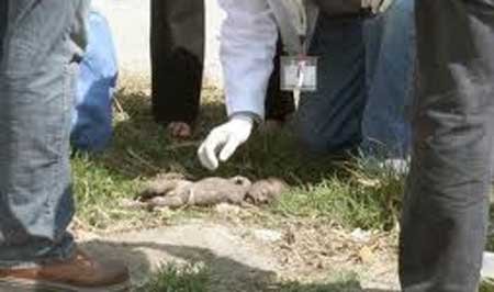 feto-encontrado-de-6-meses-en-alcantarilla