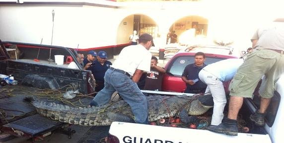 cocodrilo en pinotepa