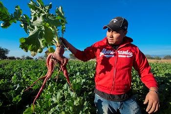 INICIA COSECHA DE RÁBANOS 2013