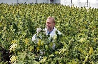 Contra la obesidad... marihuana
