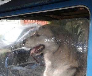 Por primera vez, hombre va al “Torito” por maltrato animal en DF