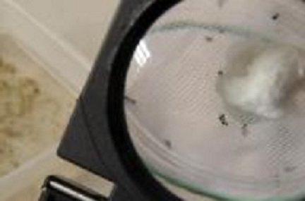Los mosquitos que llevan el virus del Chikungunya vistos a través de un lente magnificador en Santo Domingo