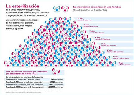 la-mascota-callejera4