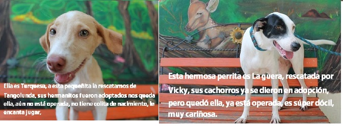 La Mascota Callejera Huatulco 1