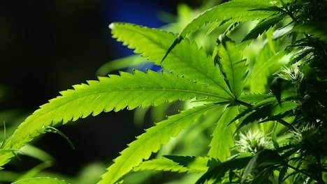 Un juez autoriza el uso medicinal de marihuana por primera vez en México