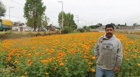 Prevén alza de flor de muerto esta temporada