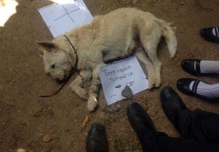 Envenenan 11 perros en Cobao de Miahuatlan