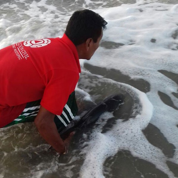 Regresa Protección Civil al mar a delfin varado en playa Bacocho