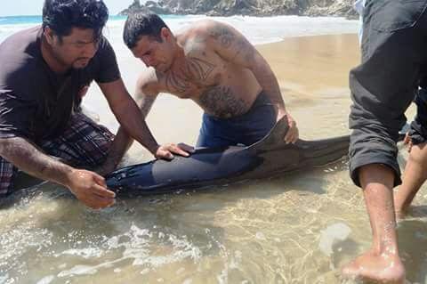 Rescatan Delfin en playa Tempo