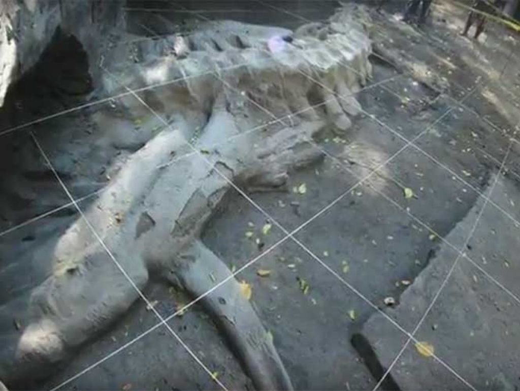 hallan-fosil-de-megalodonte-de-mas-de-2-millones-de-anos-en-guerrero