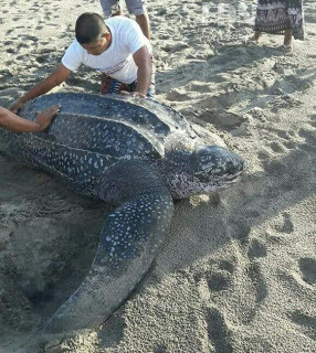 Rescatan pescadores una tortuga laúd en La Ventanilla