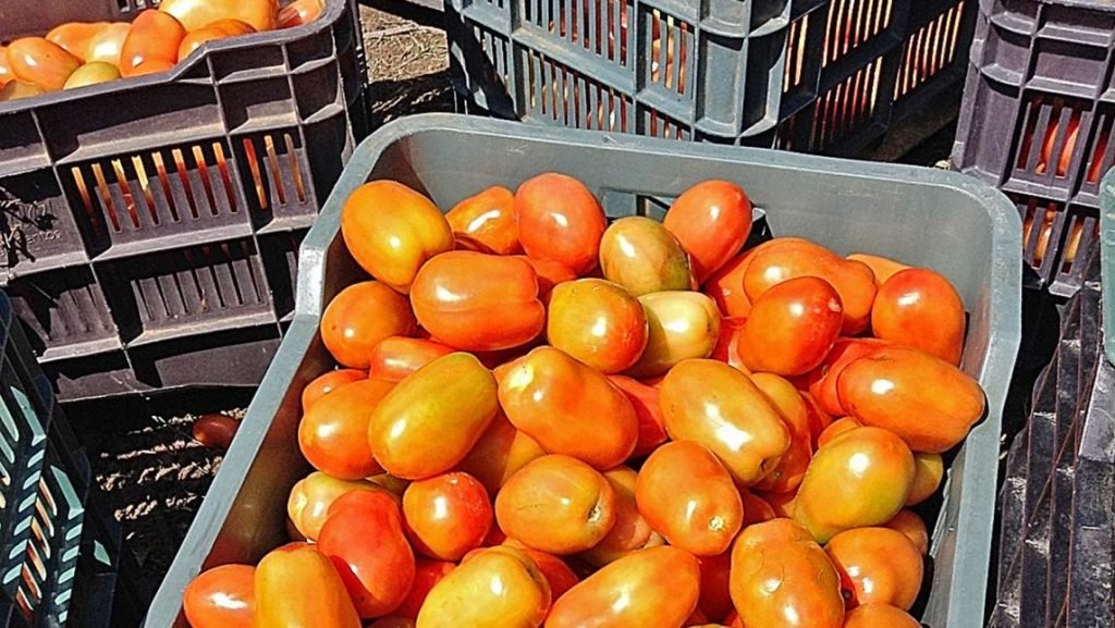Sufren productores de tomate en Oaxaca, venden el kilo a $2.50