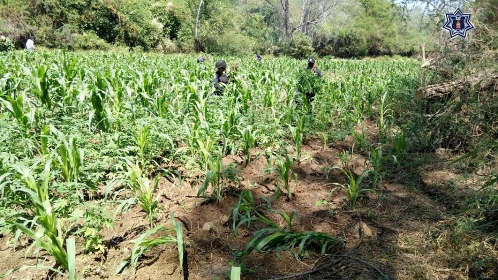 EN ACCIONES COORDINADAS, FUERZAS DE SEGURIDAD PÚBLICA DESTRUYEN PLANTÍO DE MARIHUANA2