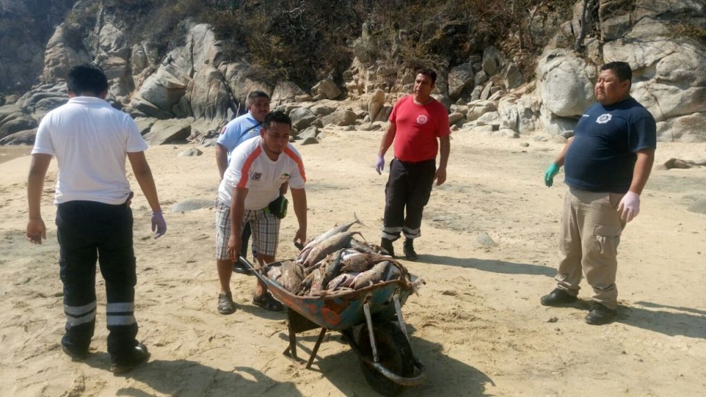Más de cinco toneladas de peces desperdicia barcos atuneros en Huatulco
