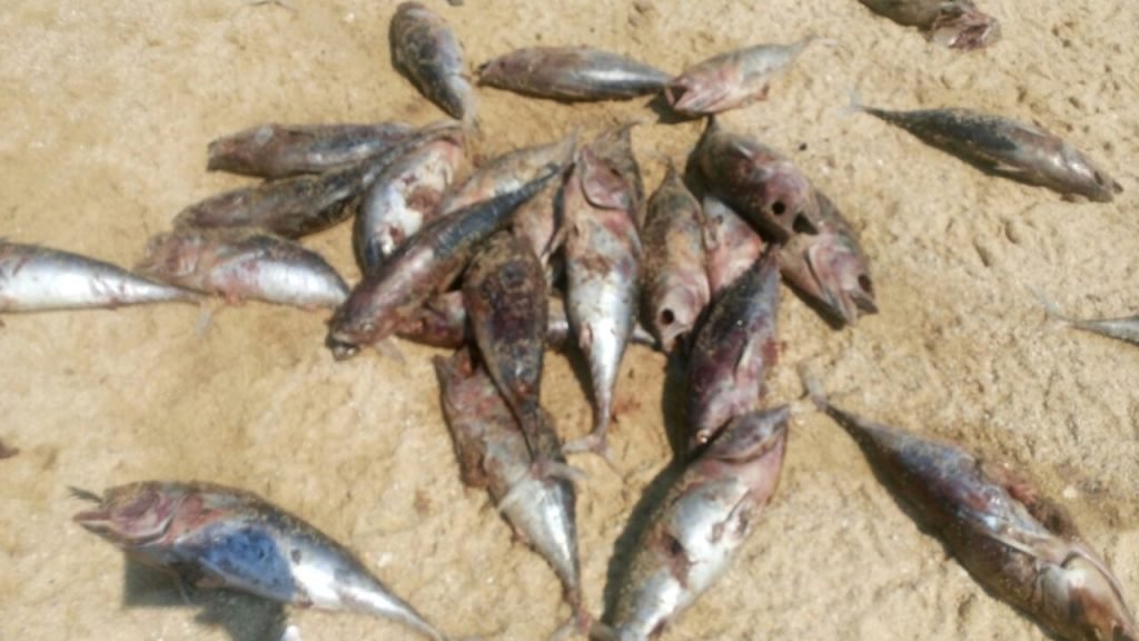 Más de cinco toneladas de peces desperdicia barcos atuneros en Huatulco2
