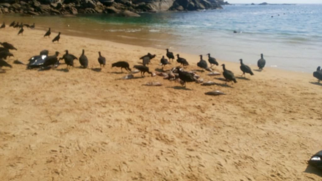Más de cinco toneladas de peces desperdicia barcos atuneros en Huatulco3