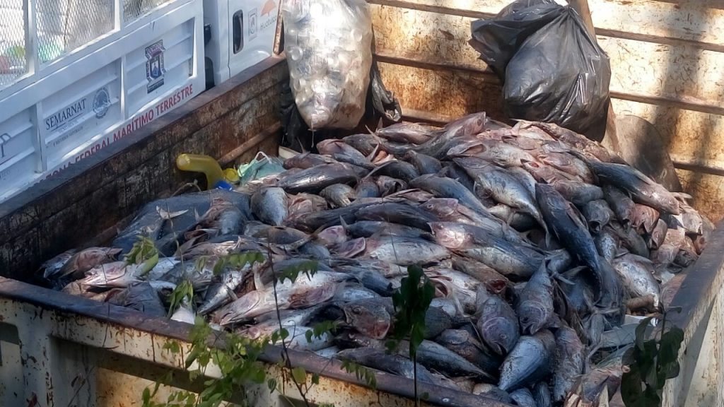 Más de cinco toneladas de peces desperdicia barcos atuneros en Huatulco4