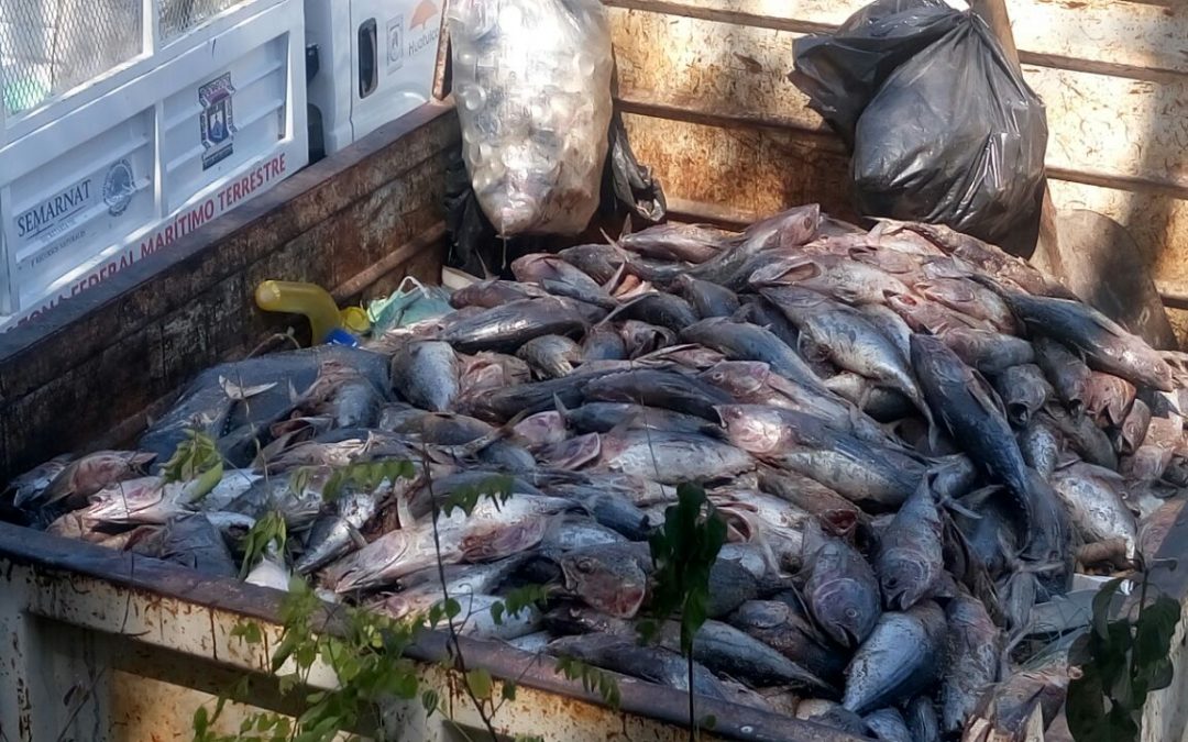 Más de cinco toneladas de peces muertos arriban a las playas de Huatulco