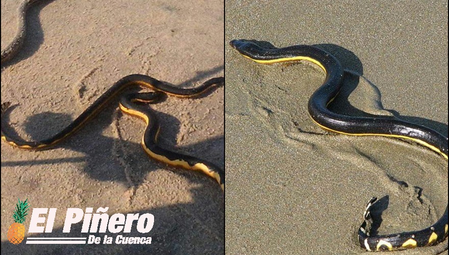 Alerta en playas de Salina Cruz, reportan aparición de decenas de víboras marinas