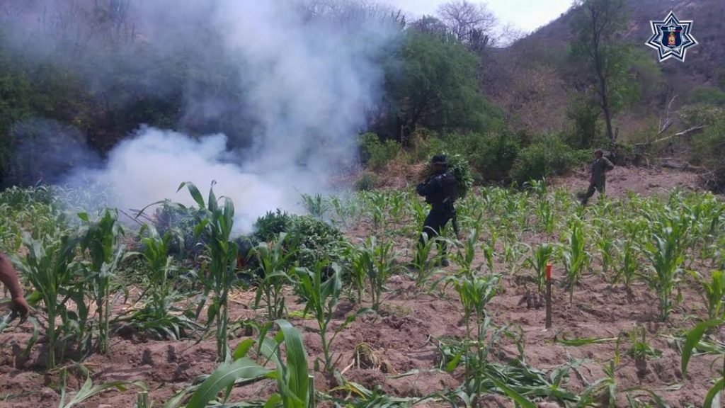 DESTRUYEN PLANTÍO DE MARIHUANA EN LA REGIÓN VALLES CENTRALES