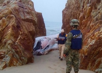 Encuentran ballena muerta en playa de Salina Cruz