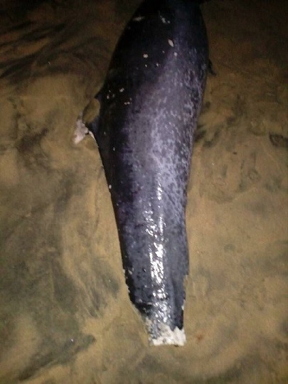 Varamiento de delfín manchado en San Agustinillo,