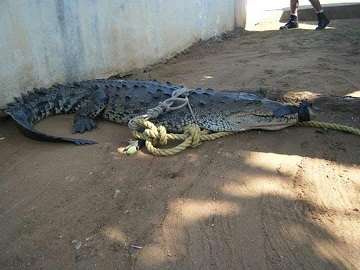 En operativos CEPCO retorna 14 cocodrilos a su hábitat natural