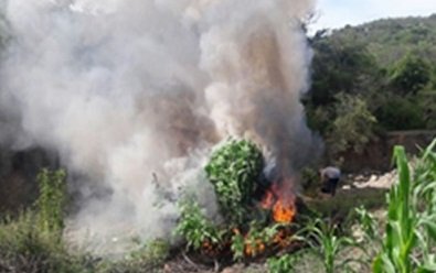 DESTRUYEN 2 MIL METROS CUADRADOS DE MARIHUANA DURANTE OPERATIVO CONJUNTO EN LOS VALLES CENTRALES2