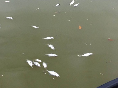 En la laguna Zapotalito de San Pedro Tututepec pobladores denuncian la muerte masiva de peces,