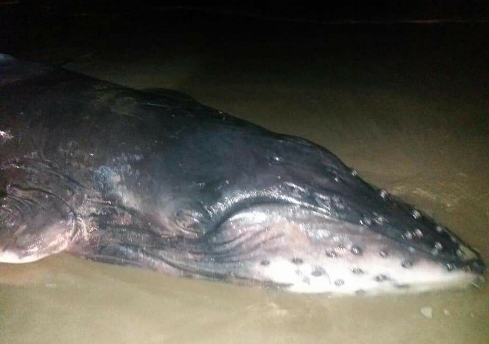 Regresan al mar a un ballenato que encalló en playa de Cerro Hermoso,