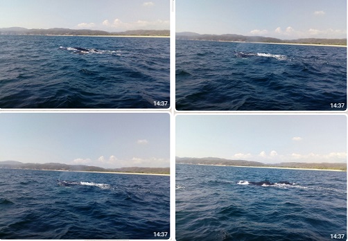 Ballena pare en la costa de Oaxaca