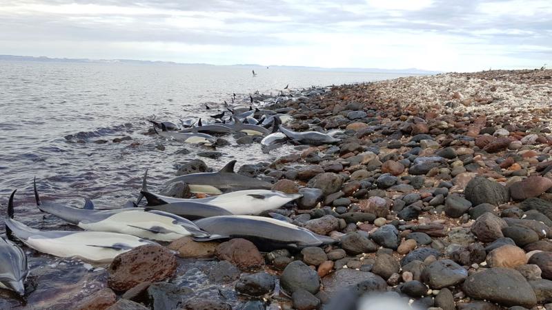 54 Delfines quedaron varados en Baja California Sur