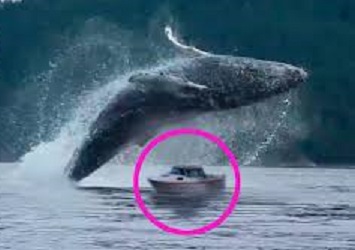 Ballena cae sobre embarcación en Puerto Escondido