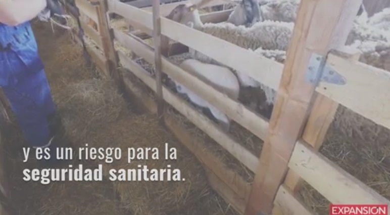 Ganaderos Franceses advierten sobre el consumo de carne bovina Mexicana