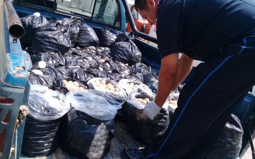 Policía Federal asegura en Oaxaca 22 mil 800 huevos de tortuga marina