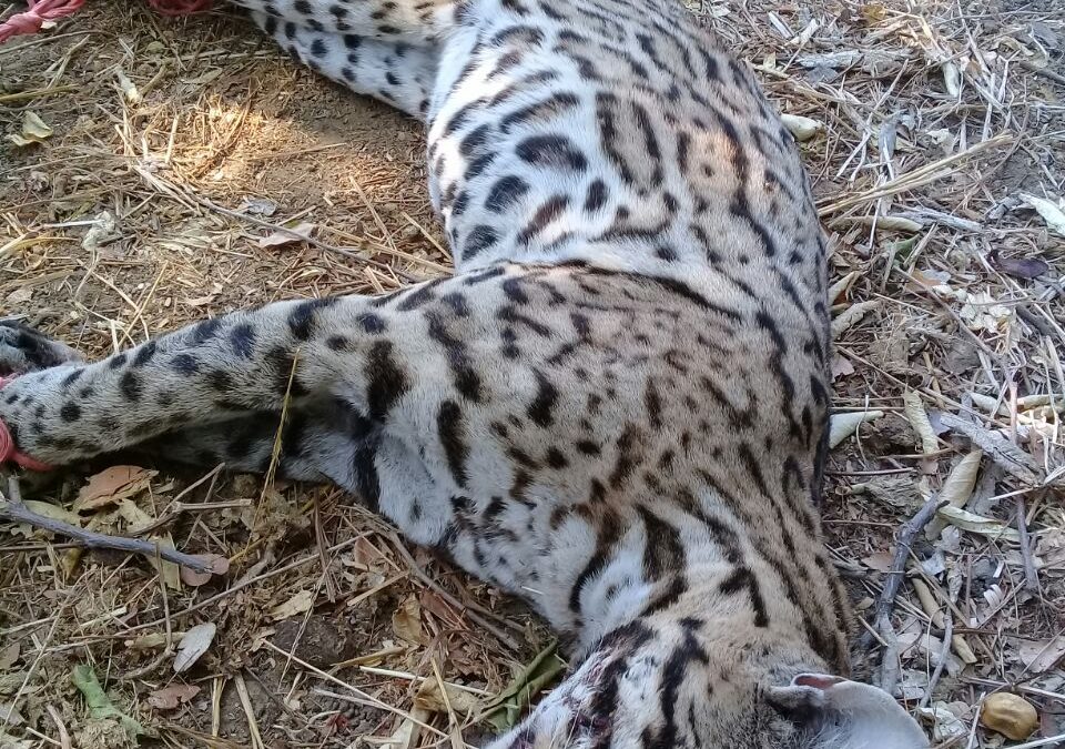 Encuentran varios Jaguares muerto en Huaxpaltepec